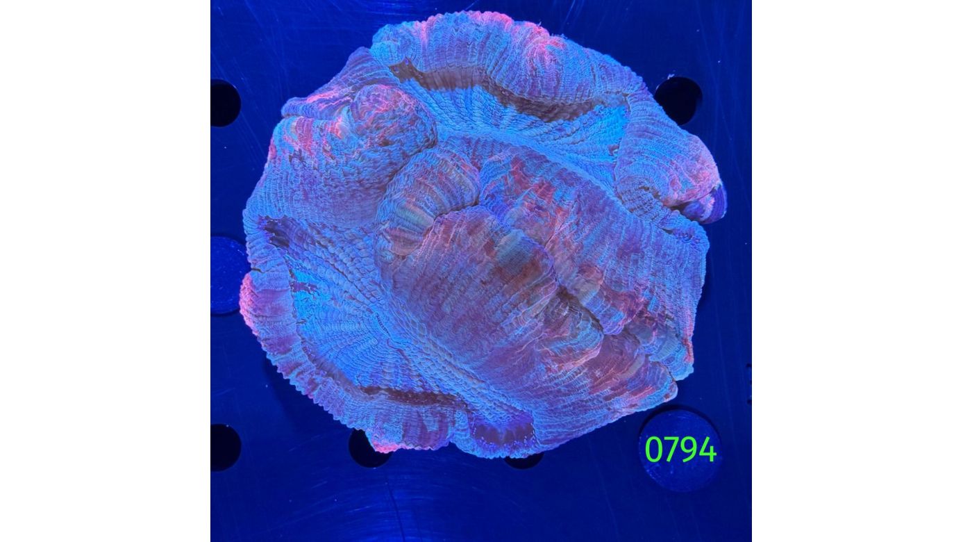 Trachyphyllia geoffroyi WYSIWYG 0794