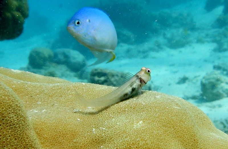 Ecsenius minutus - Halsband Schleimfisch