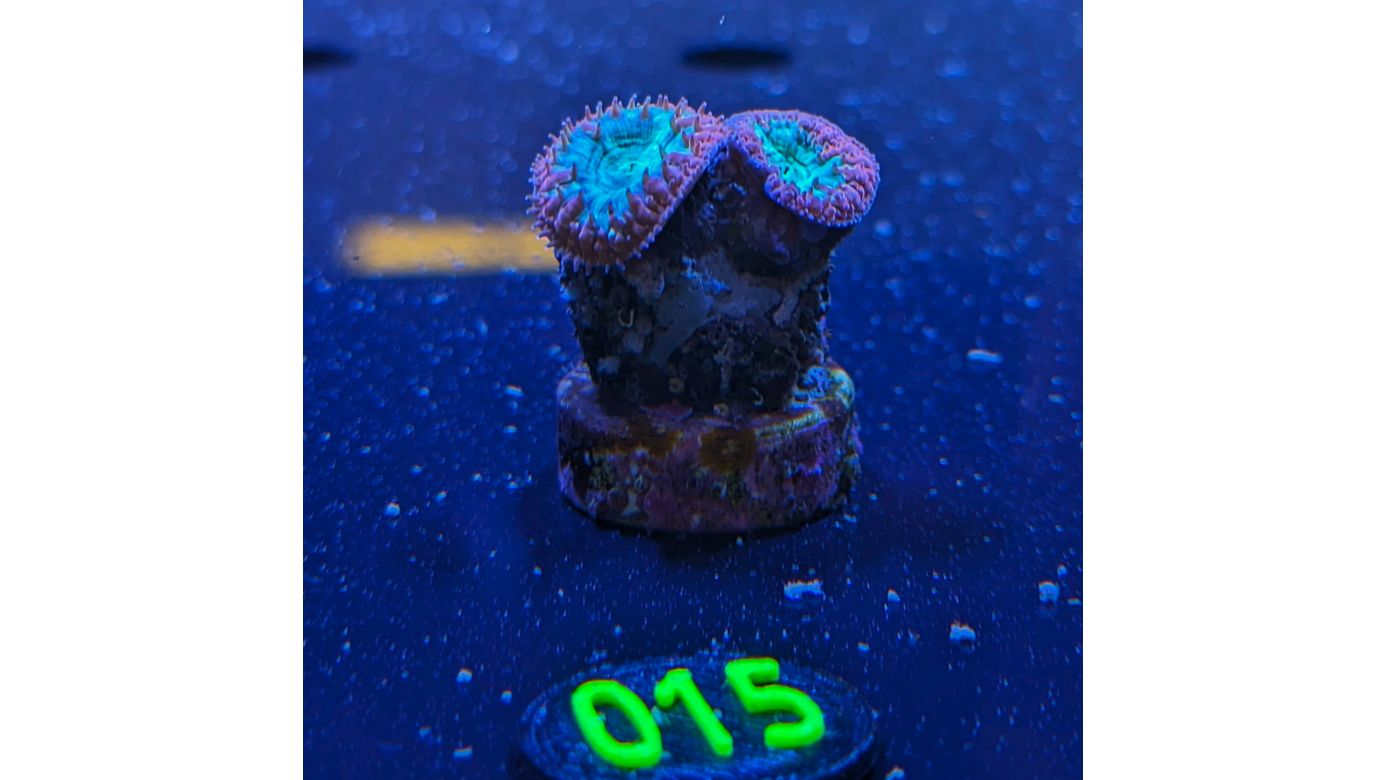 Blastomussa wellsi - Hirnkoralle Rot/Grün Ultra PlanktonPlus Nachzucht 0015