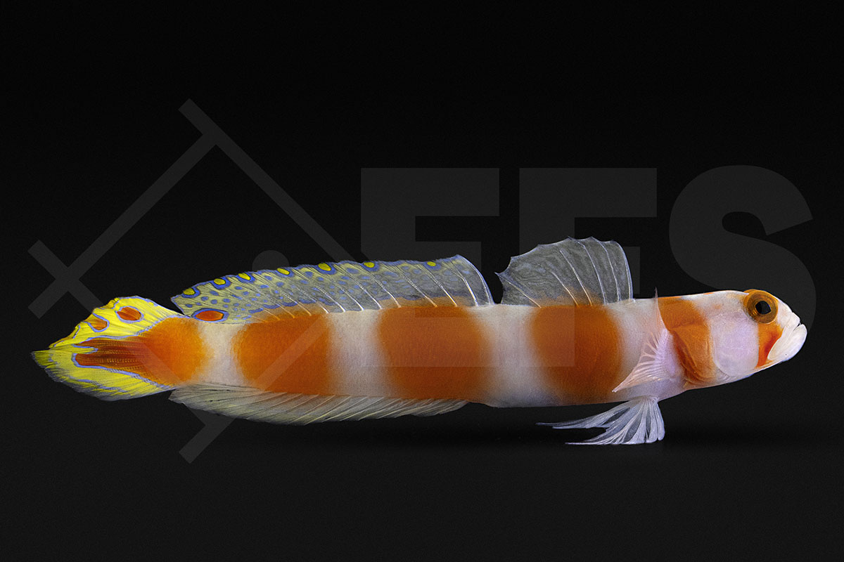 Cryptocentrus aurora - Partner-Grundel