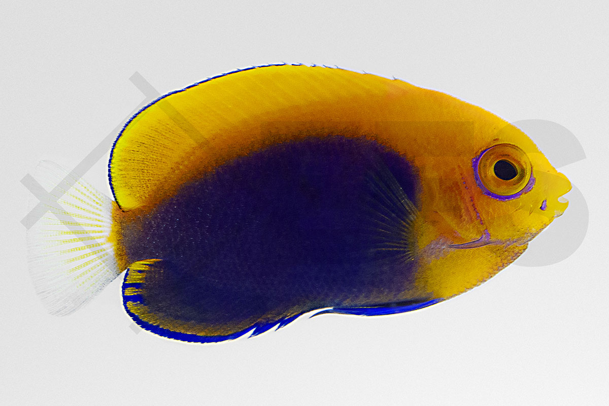 Centropyge acanthops - Orangerücken-Zwergkaiserfisch