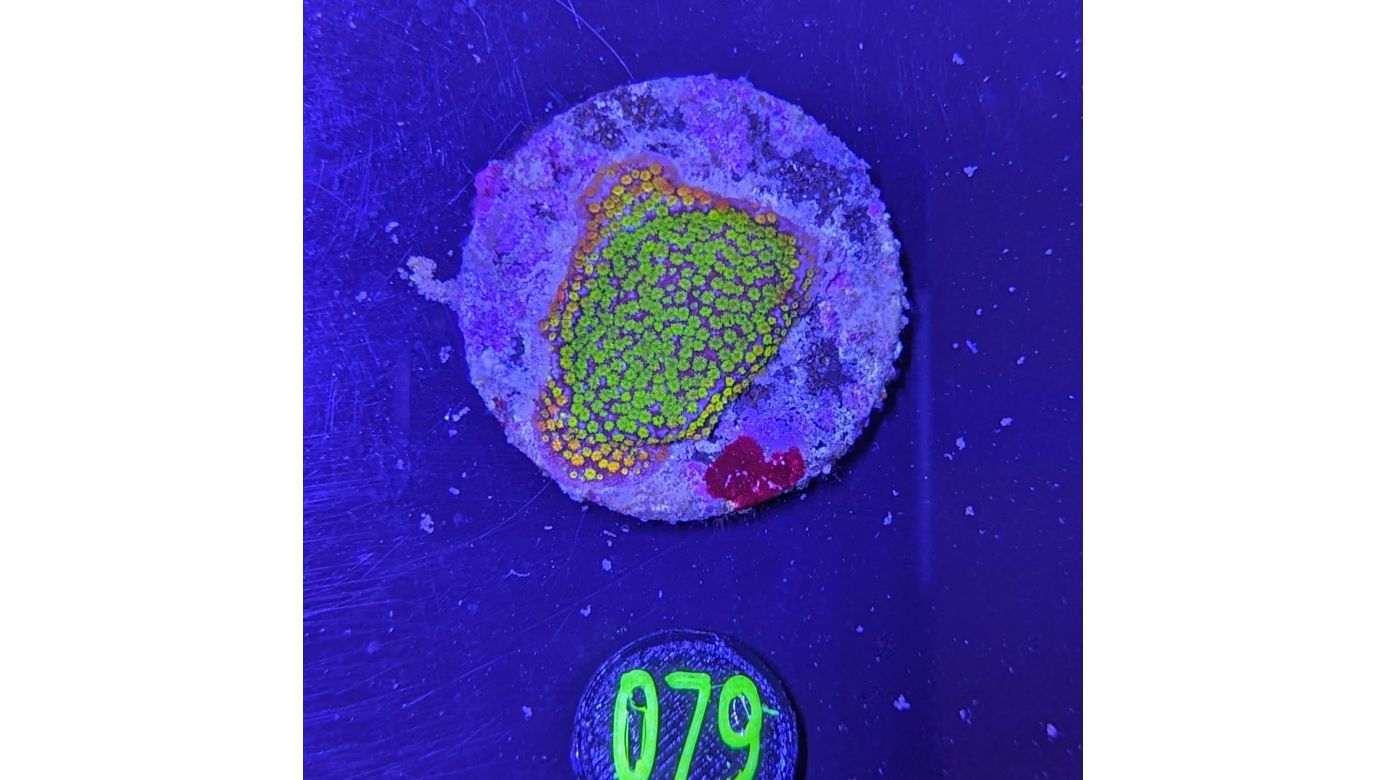 Montipora sp.- Kleinpolypige Steinkoralle Rainbow Deutsche Nachzucht 0079
