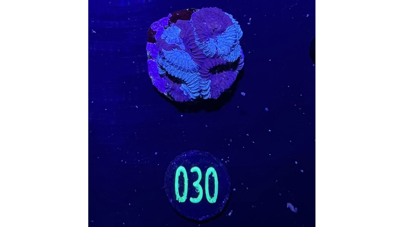 Favia sp. - Hirnkoralle Blue Inked Deutsche Nachzucht 0030