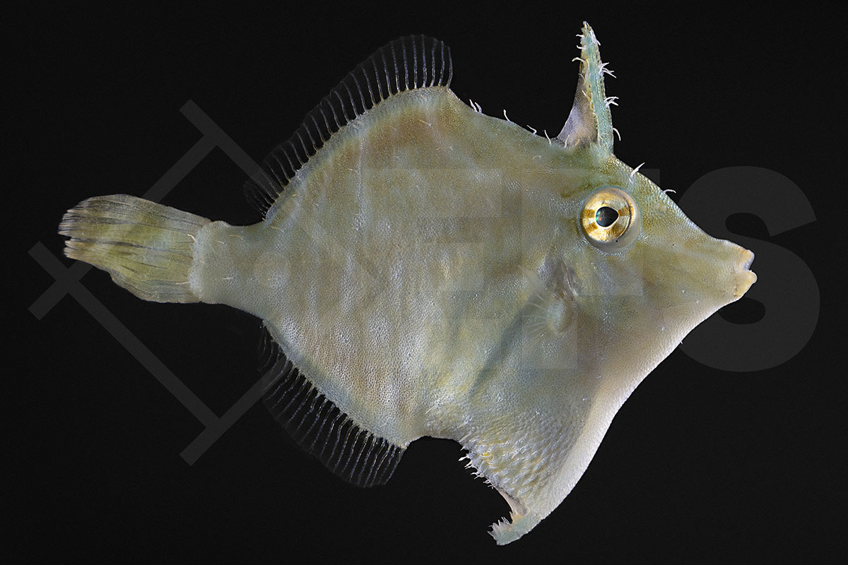 Acreichthys radiatus - Radial Feilenfisch