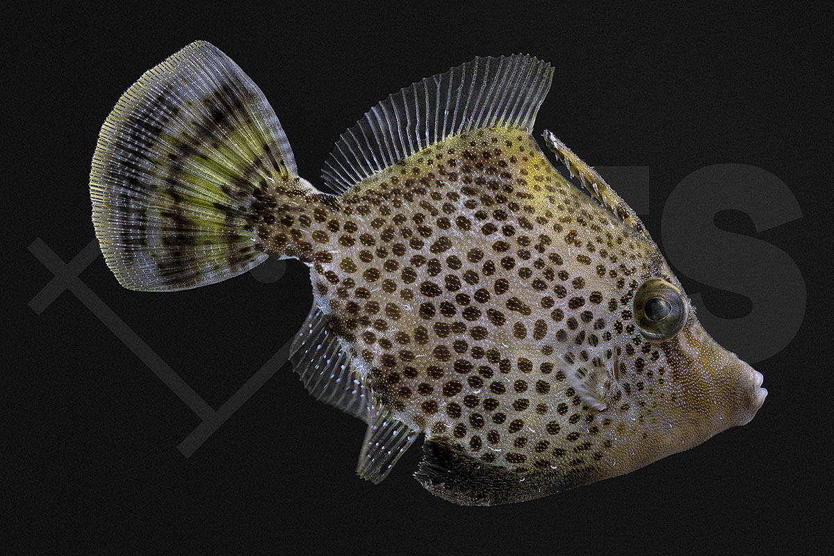 Monacanthus chinensis - Feilenfisch