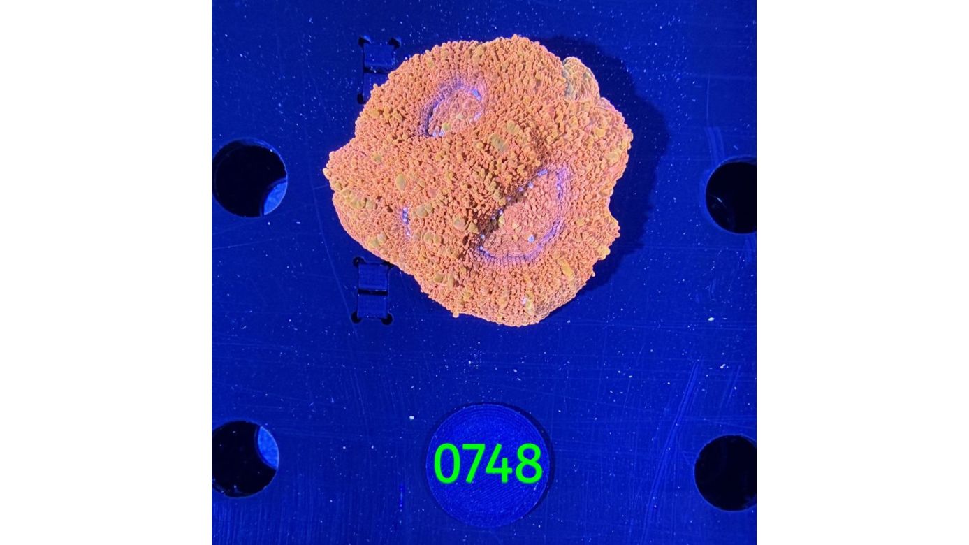 Acanthastrea bowerbanki Aussi WYSIWYG 0748