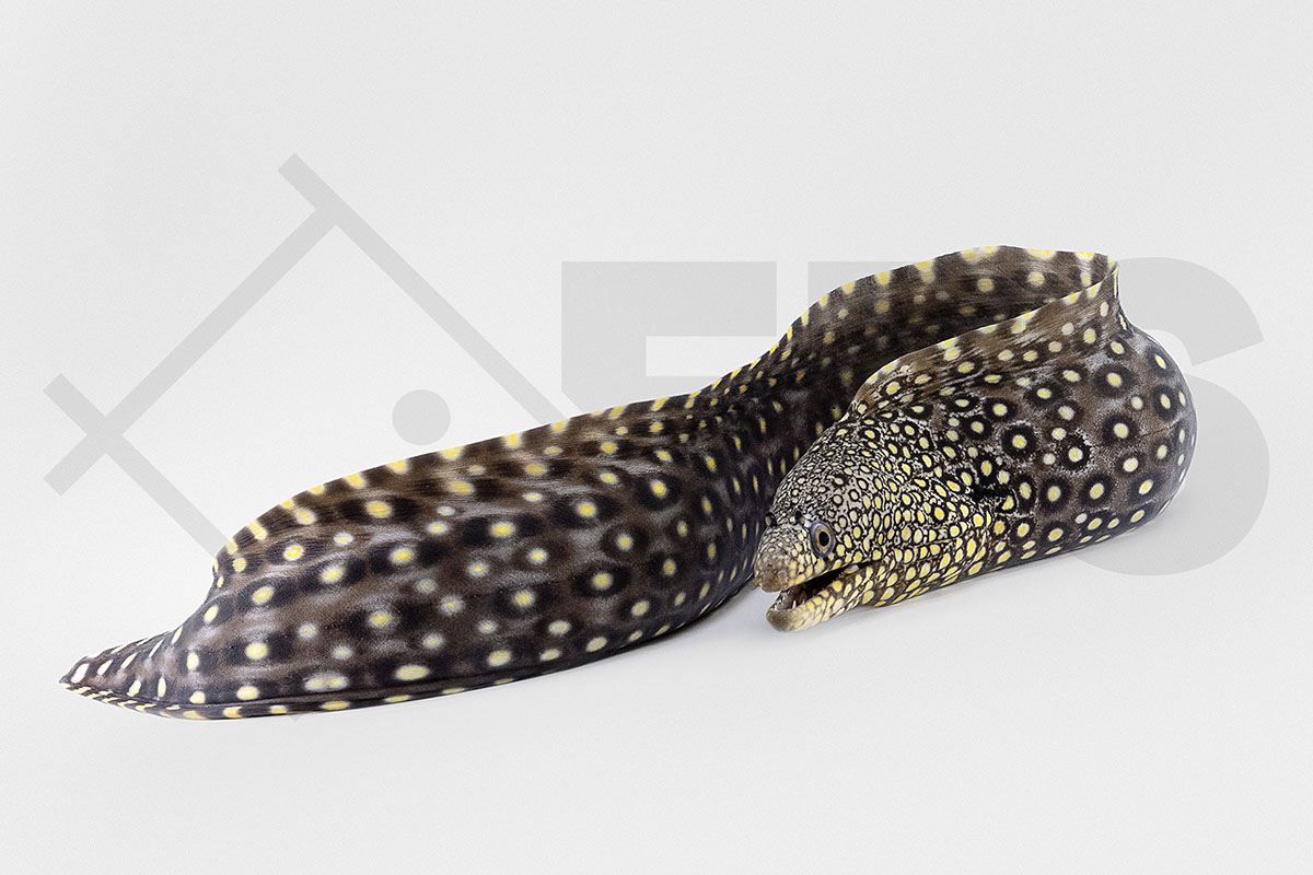 Muraena lentiginosa - Juwelen Muräne