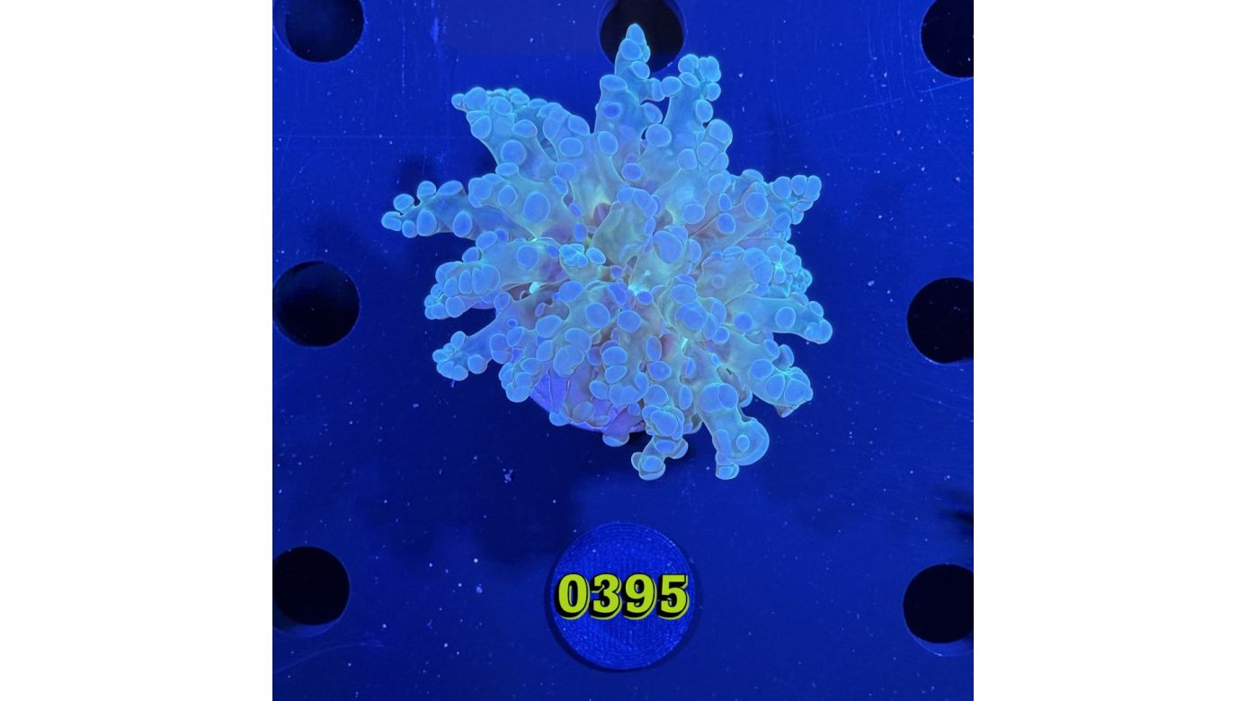 Euphyllia paradivisa - Froschlaichkoralle grün 0395