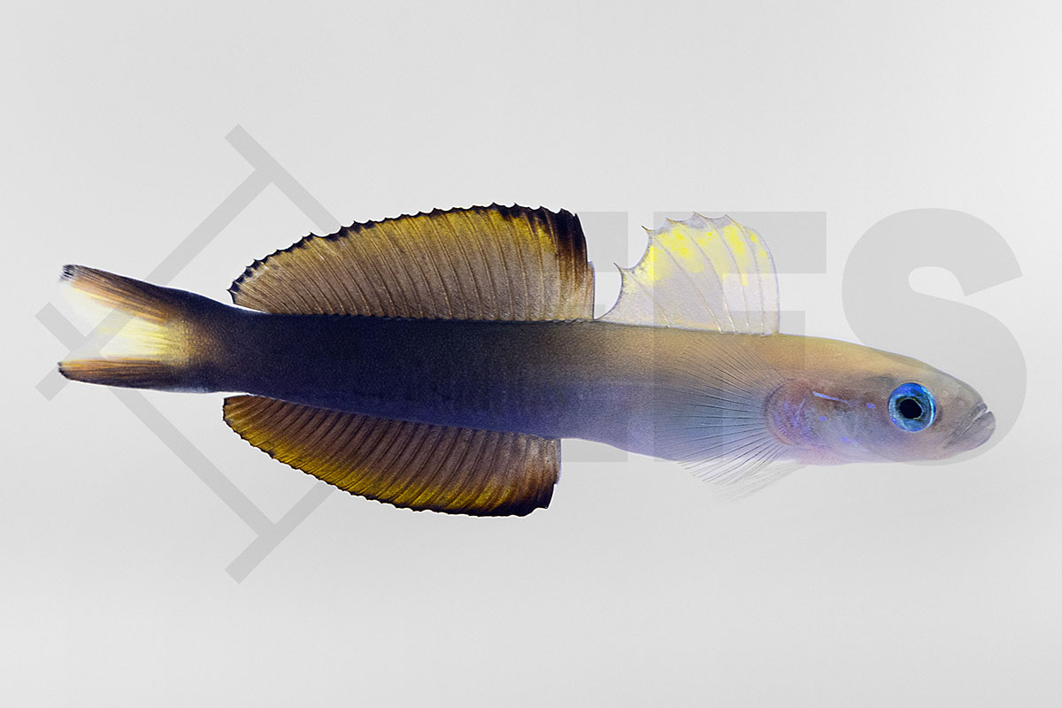 Ptereleotris evides - Scherenschwanz Torpedogrundel