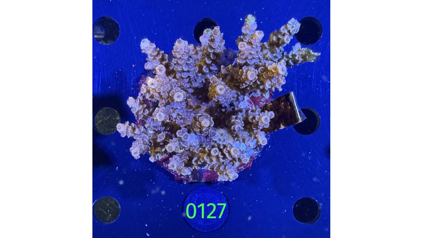 Acropora sp. WYSIWYG 0127