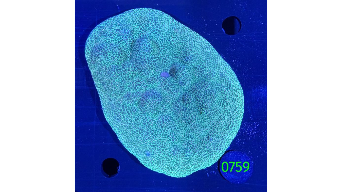Porites sp.WYSIWYG 0759