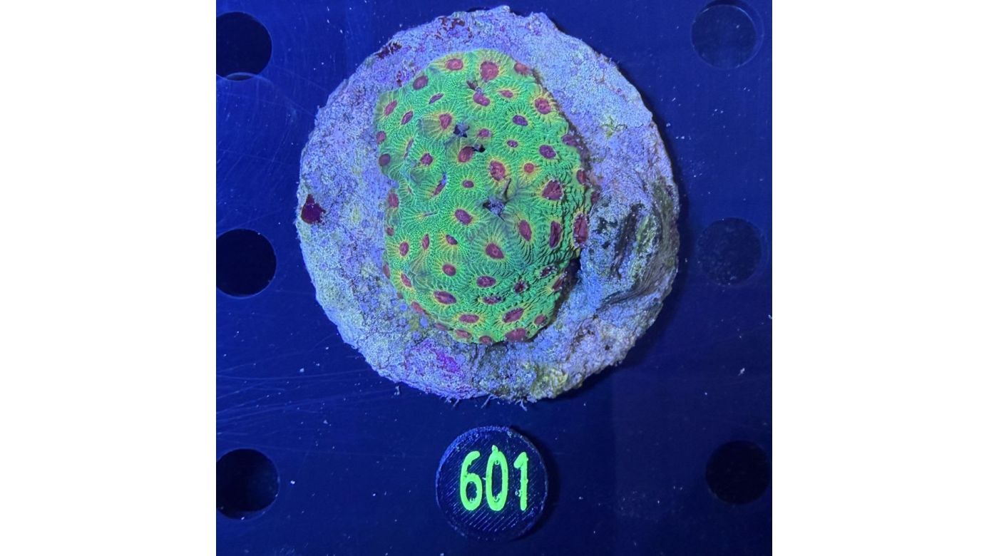 Favia sp. Multicolor WYSIWYG 0601