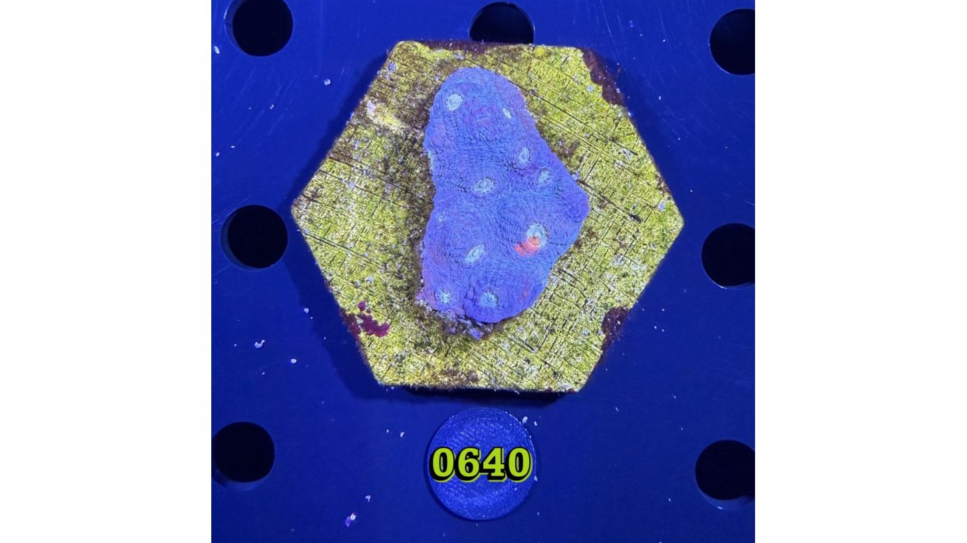 Echinophyllia/Chalice WYSIWYG 0640