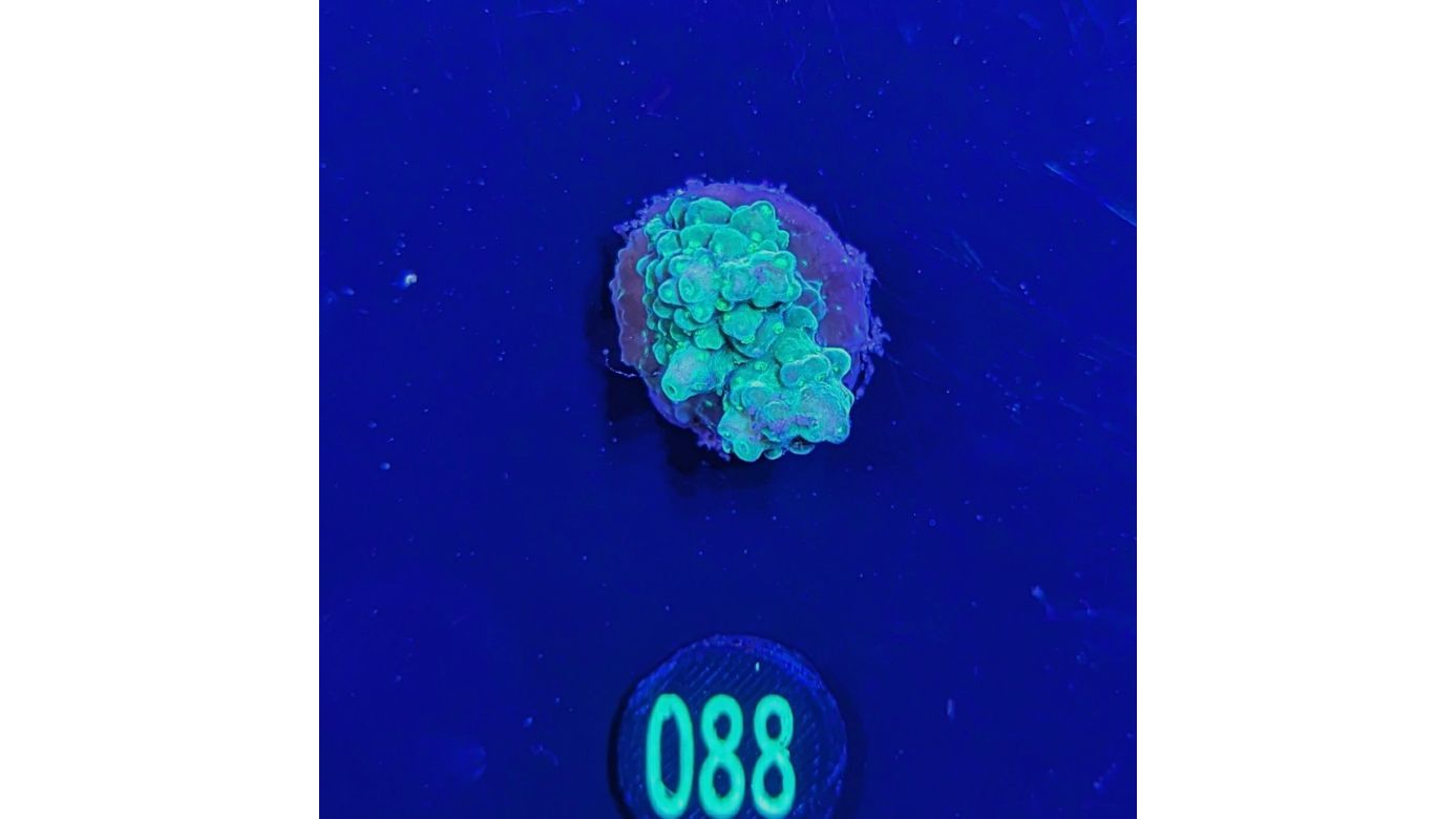 Acropora humilis grün - Deutsche Nachzucht 0088