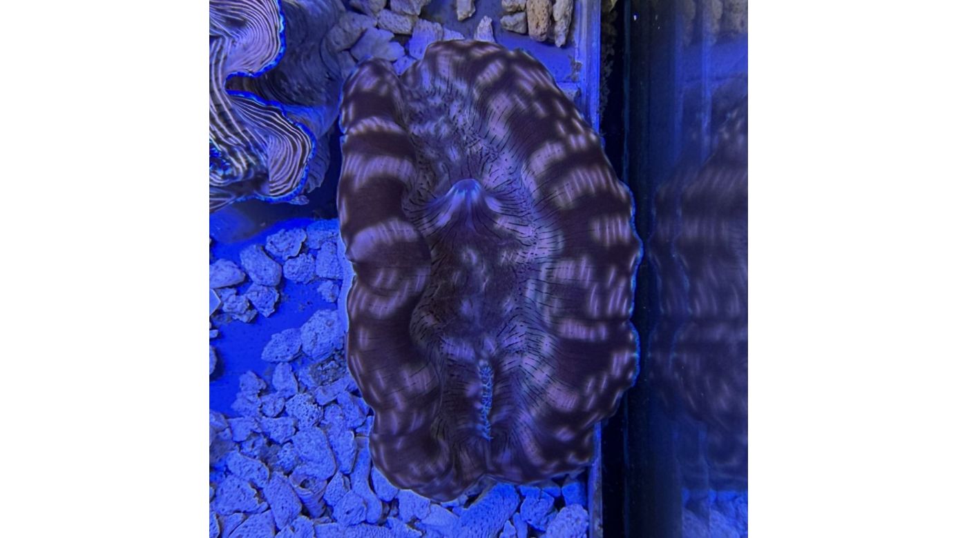 Tridacna derasa Muschel 10-11cm 0204