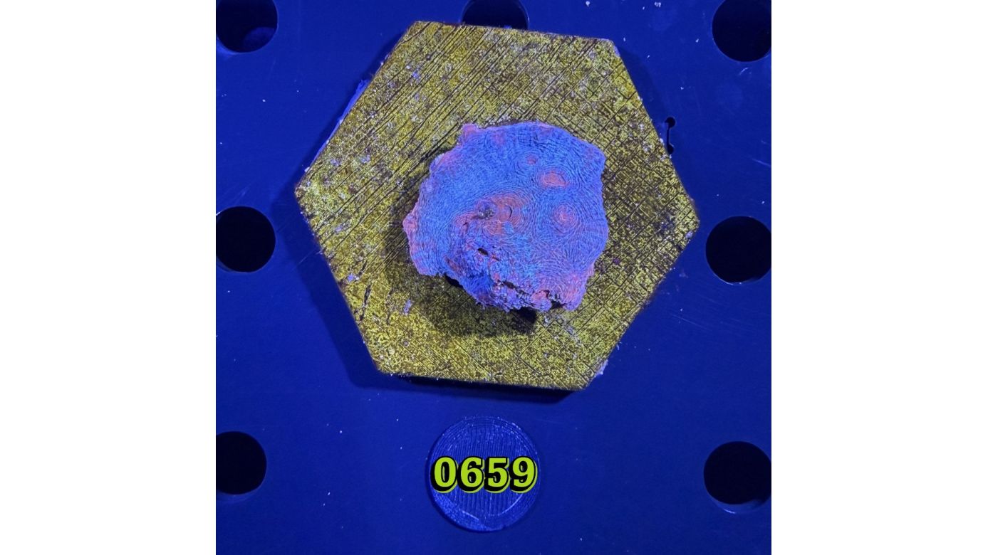 Echinophyllia/Chalice WYSIWYG 0659