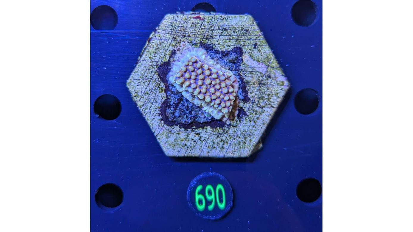 Montipora sp. WYSIWYG 0690