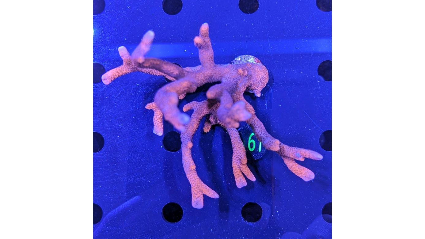 Montipora digitata - Kleinpolypige Steinkoralle Rot Deutsche Nachzucht 0061