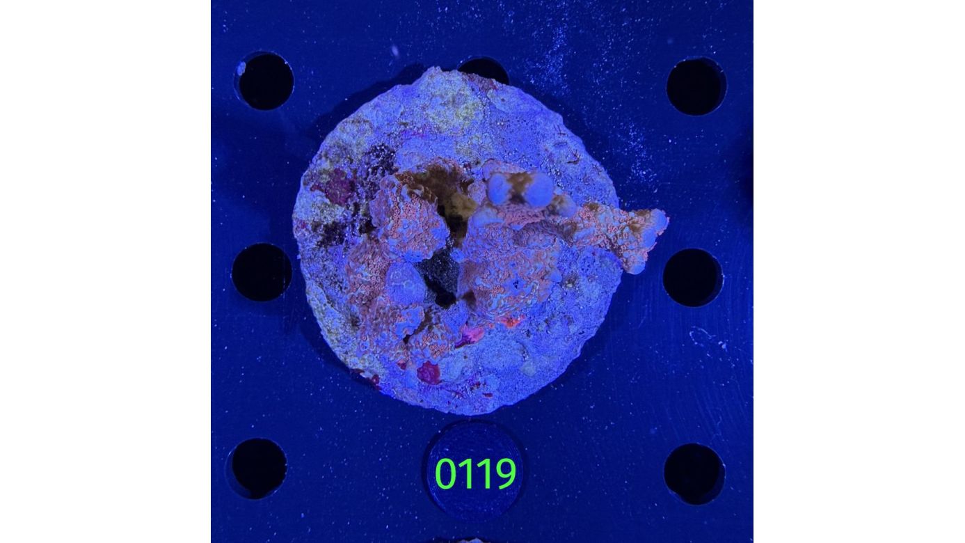 Montipora sp. WYSIWYG 0119