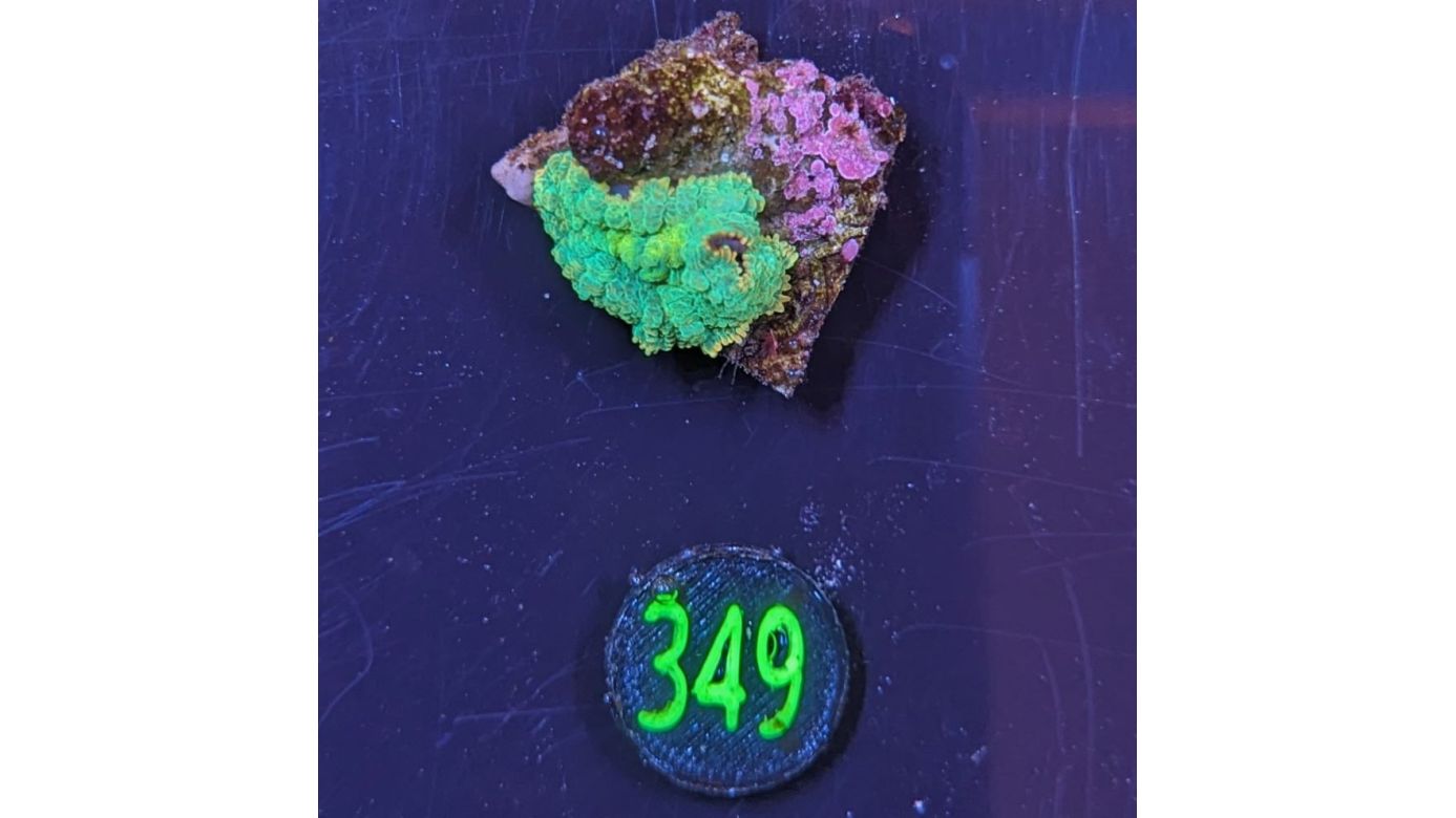 Rhodactis sp. - Scheibenanemone Tequila Sunrise 0349