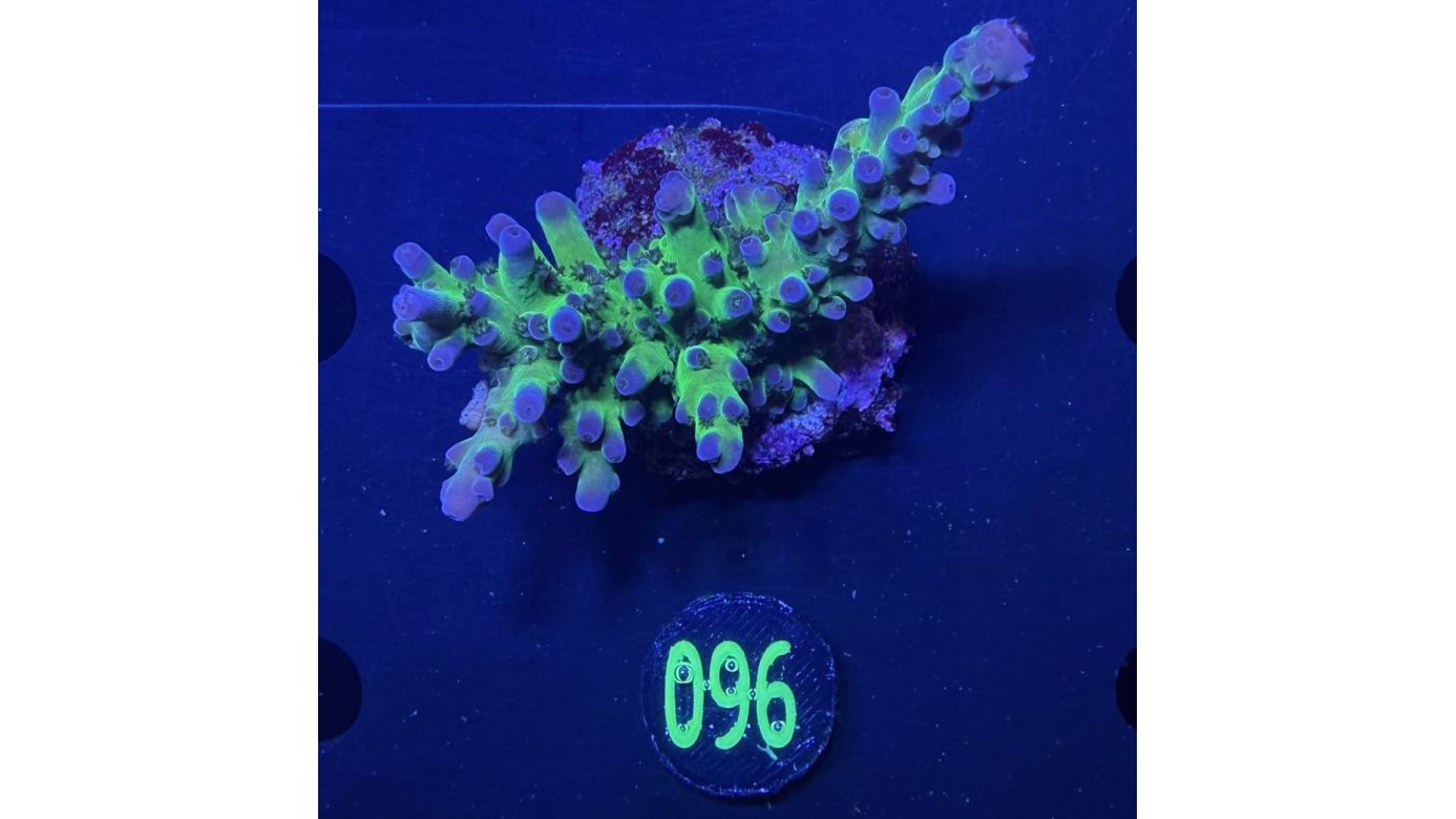 Acropora sp. - Purple Chronic Steinkoralle Deutsche Nachzucht 0096