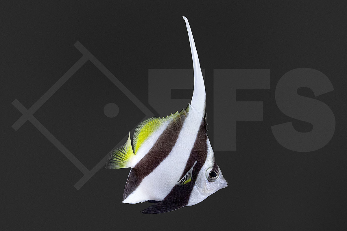 Heniochus acuminatus - Rotmeer Wimpelfisch