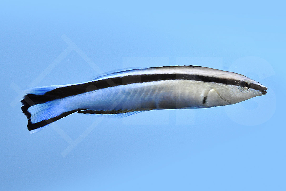 Labroides dimidiatus - Putzerlippfisch