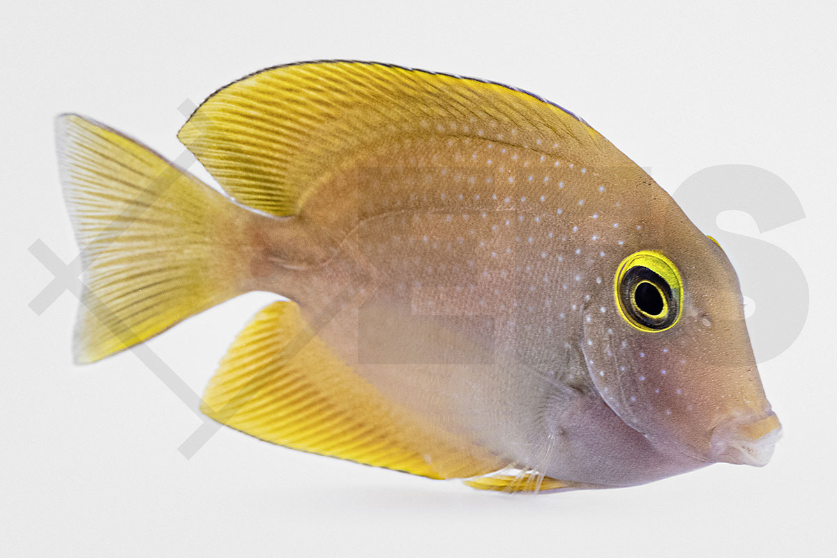 Ctenochaetus truncatus - Indischer Goldring Borstenzahn Doktorfisch