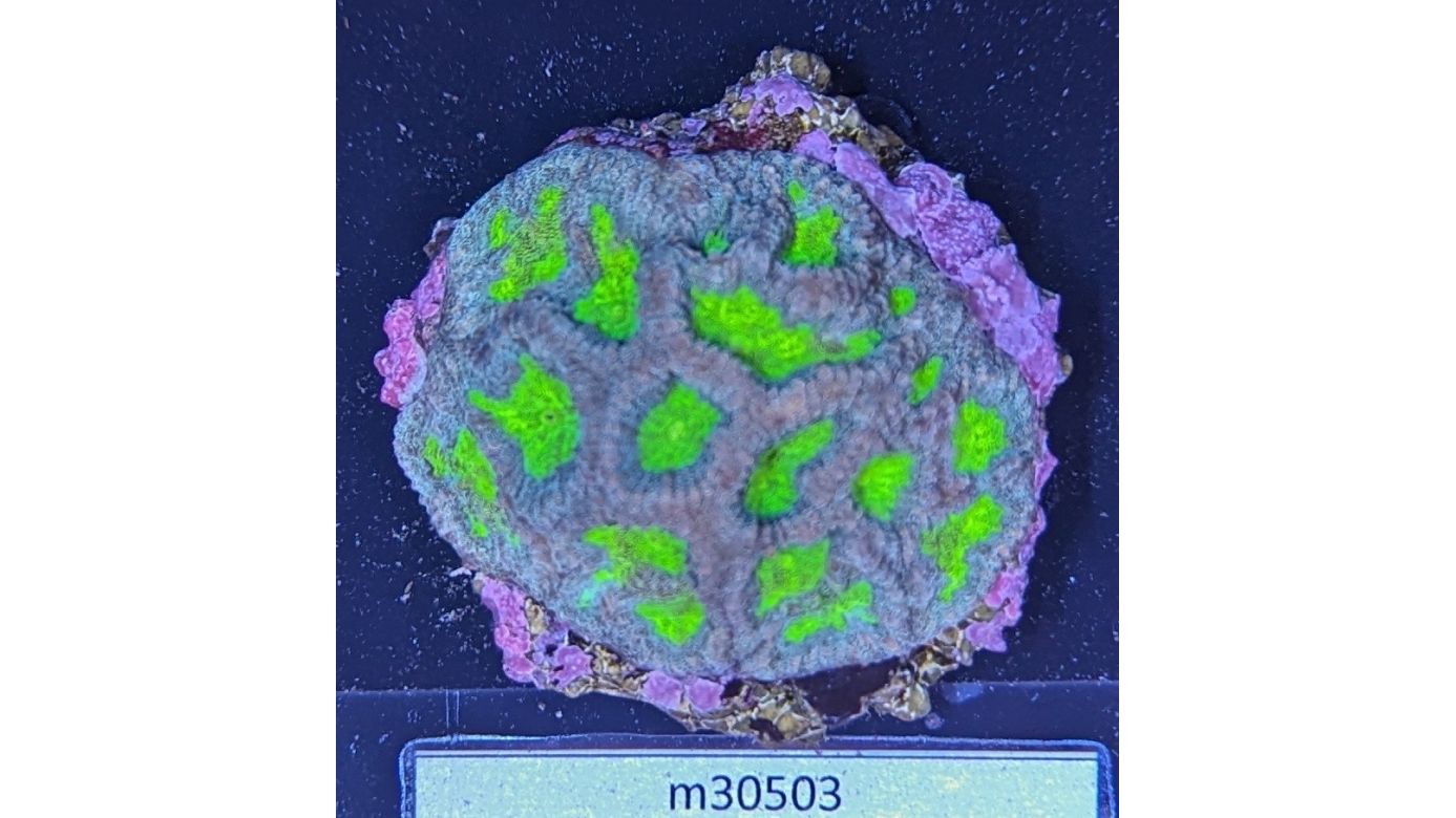 Favia sp. - Hirnkoralle Blue/Green Deutsche Nachzucht 0032