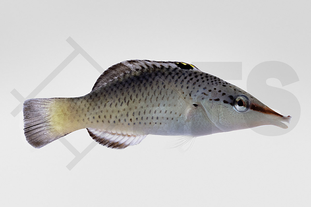 Gomphosus varius - Langnasen Lippfisch