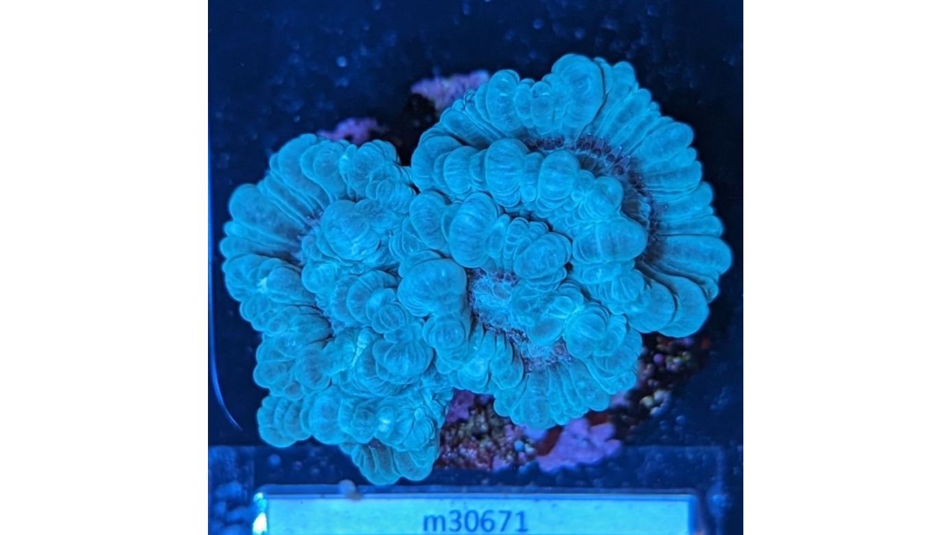 Caulastraea furcata - Trompetenkoralle mintgrün Deutsche Nachzucht 0036