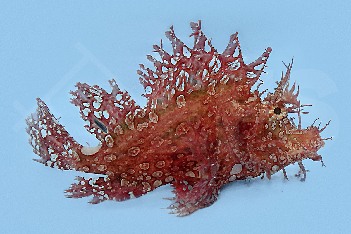 Rhinopias frondosa - Tentakel Drachenkopf