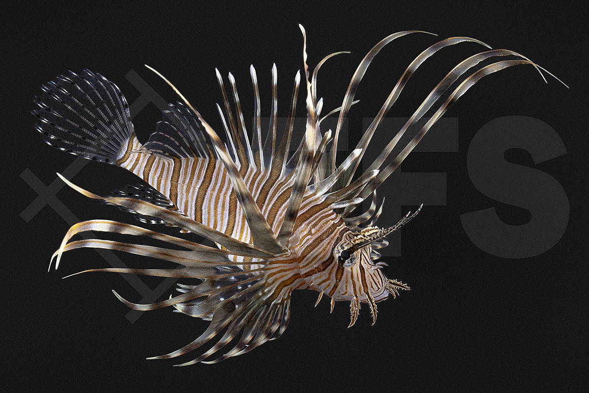 Pterois volitans - Rotfeuerfisch