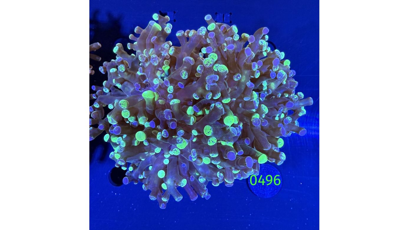 Euphyllia paradivisa - Froschlaichkoralle "two tone" 2 Köpfe Deutsche Nachzucht 0496