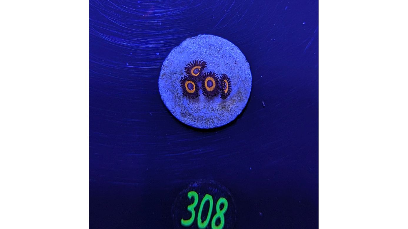 Zoanthus sp. - Krustenanemone "Johnny Pumpkin" PlanktonPlus Nachzucht 0308