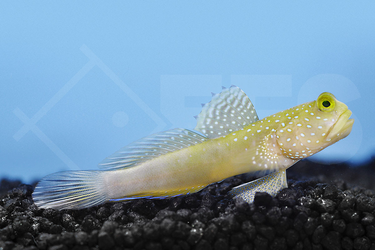 Cryptocentrus cinctus - Zitronengrundel