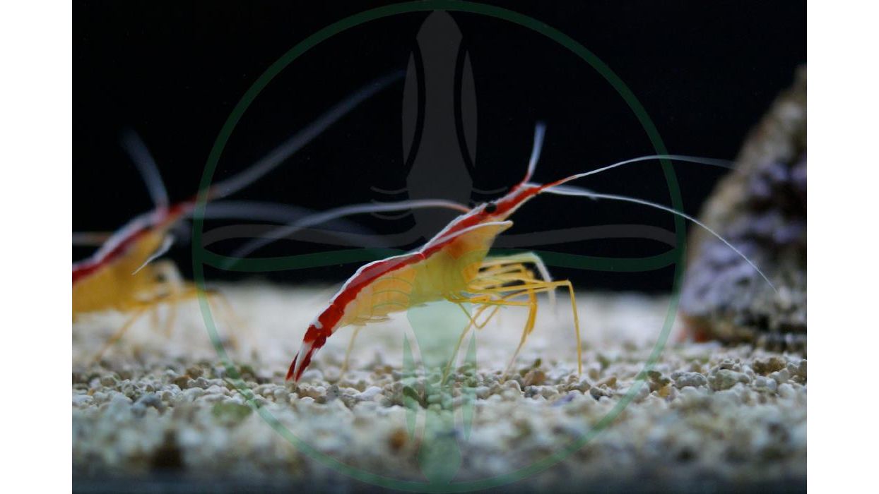 Lysmata amboinensis - Weißband Putzergarnele