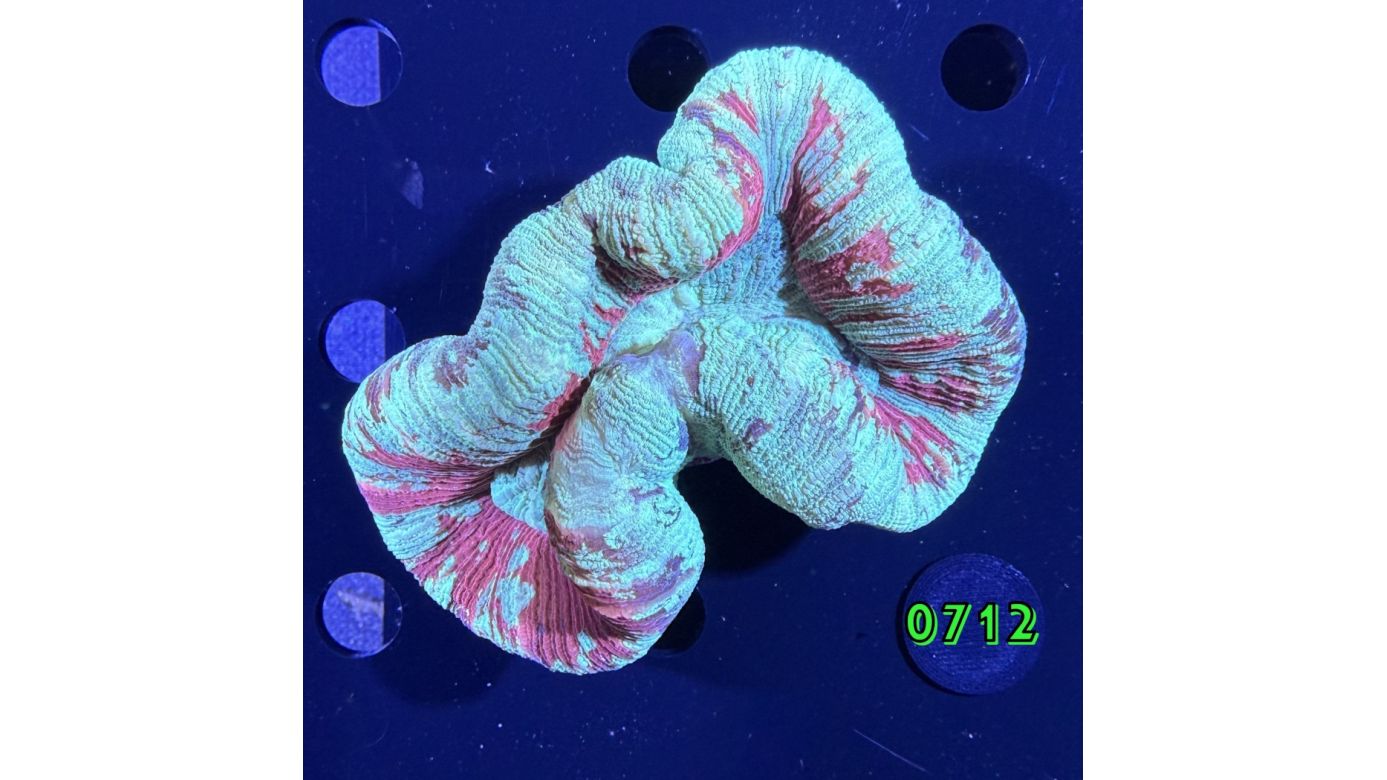 Trachyphyllia geoffroyi WYSIWYG 0712