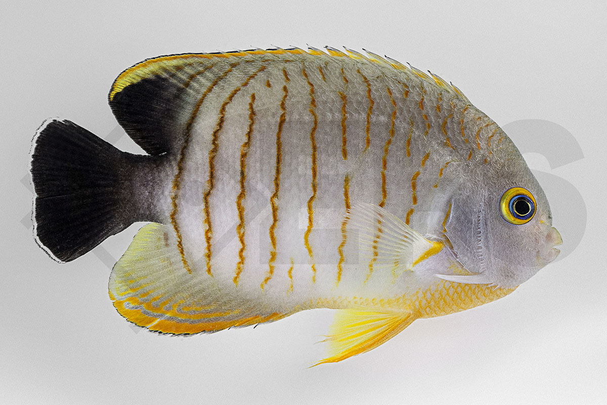 Centropyge eibli - Eibl's Zwergkaiserfisch