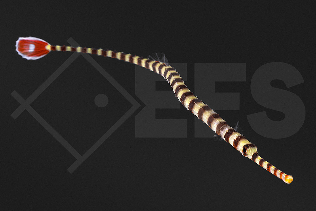 Dunckerocampus dactyliophorus - Zebra Seenadel