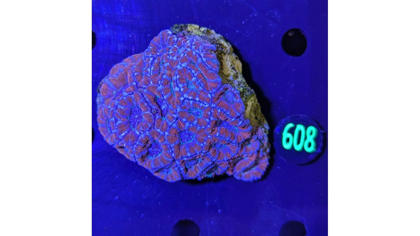 Acanthastrea lordhowensis WYSIWYG 0608