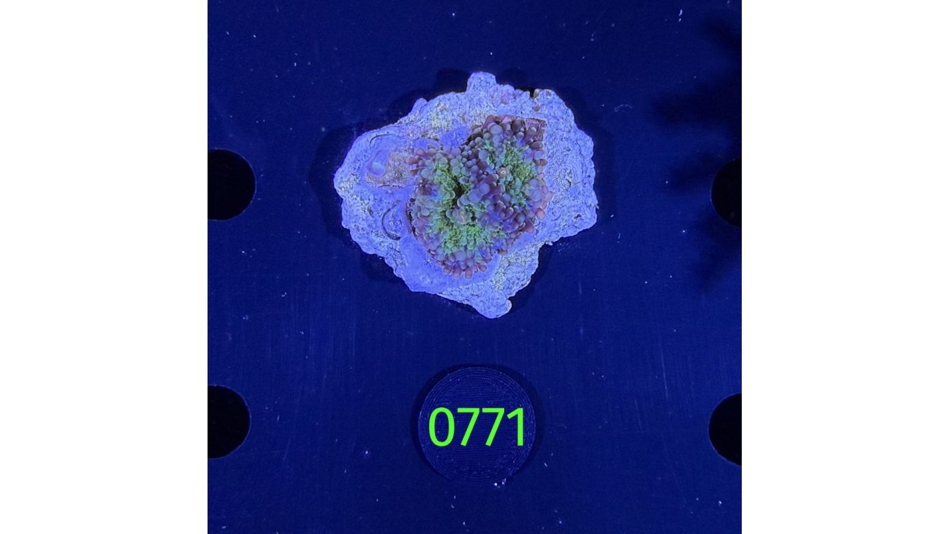 Ricordea sp. WYSIWYG 0771