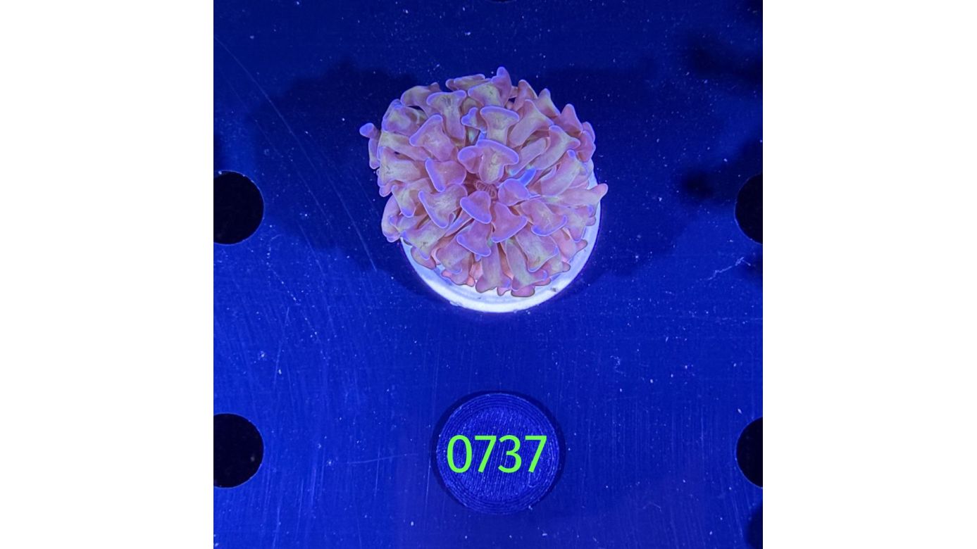 Euphyllia paraancora 0737