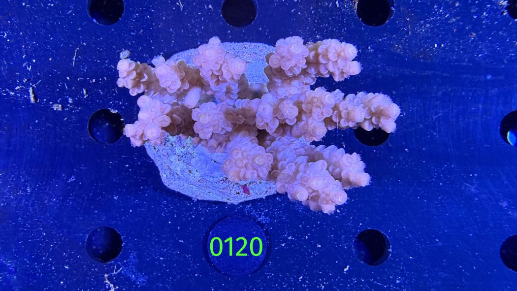 Acropora sp. WYSIWYG 0120