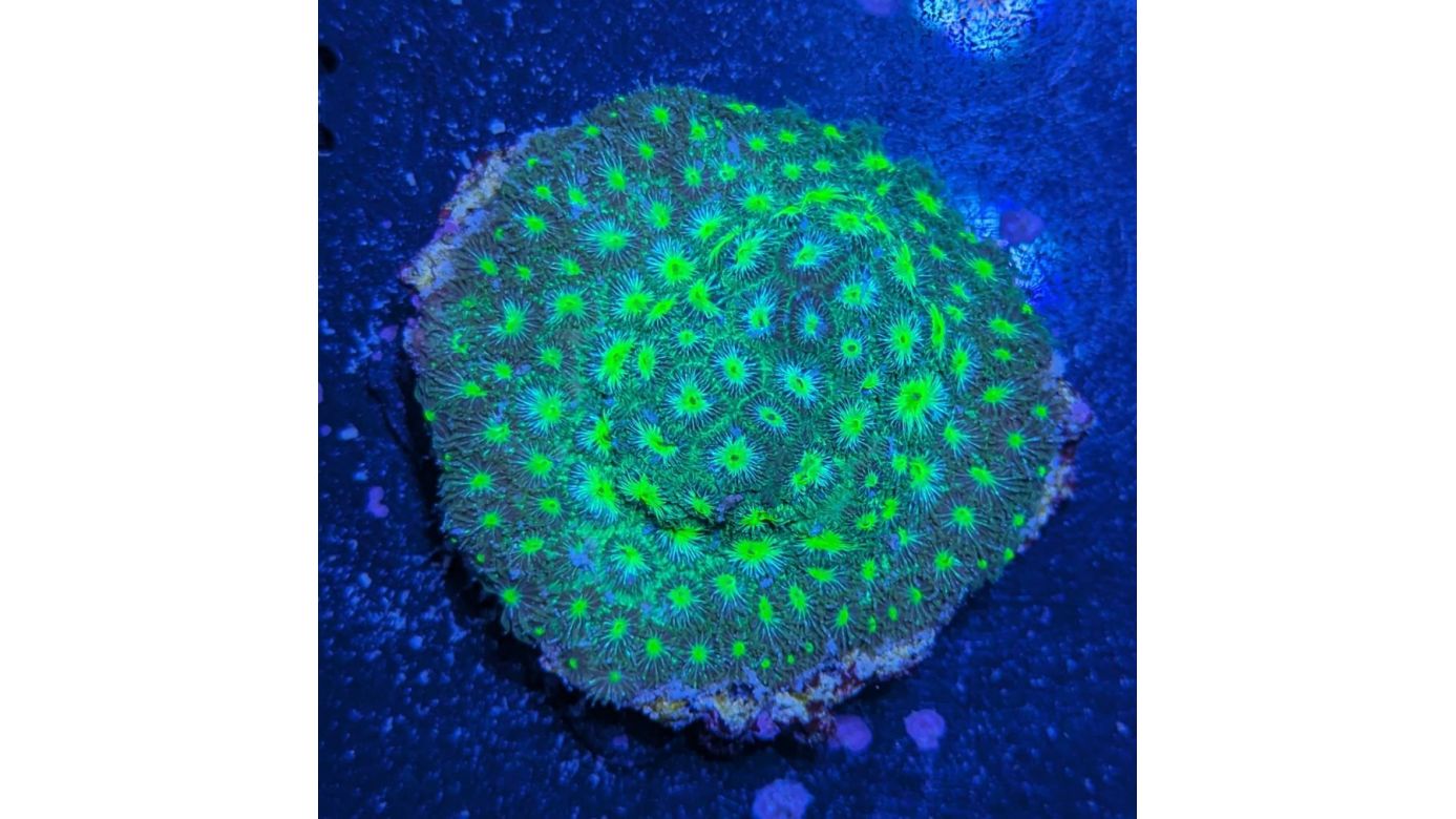 Leptastrea sp. - Großpolypige Steinkoralle Neongrün Deutsche Nachzucht 0023