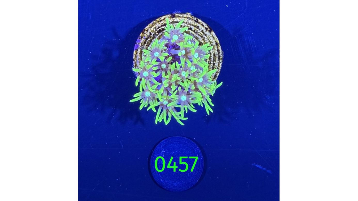 Briareum sp. - Affenhaar DNZ 0457