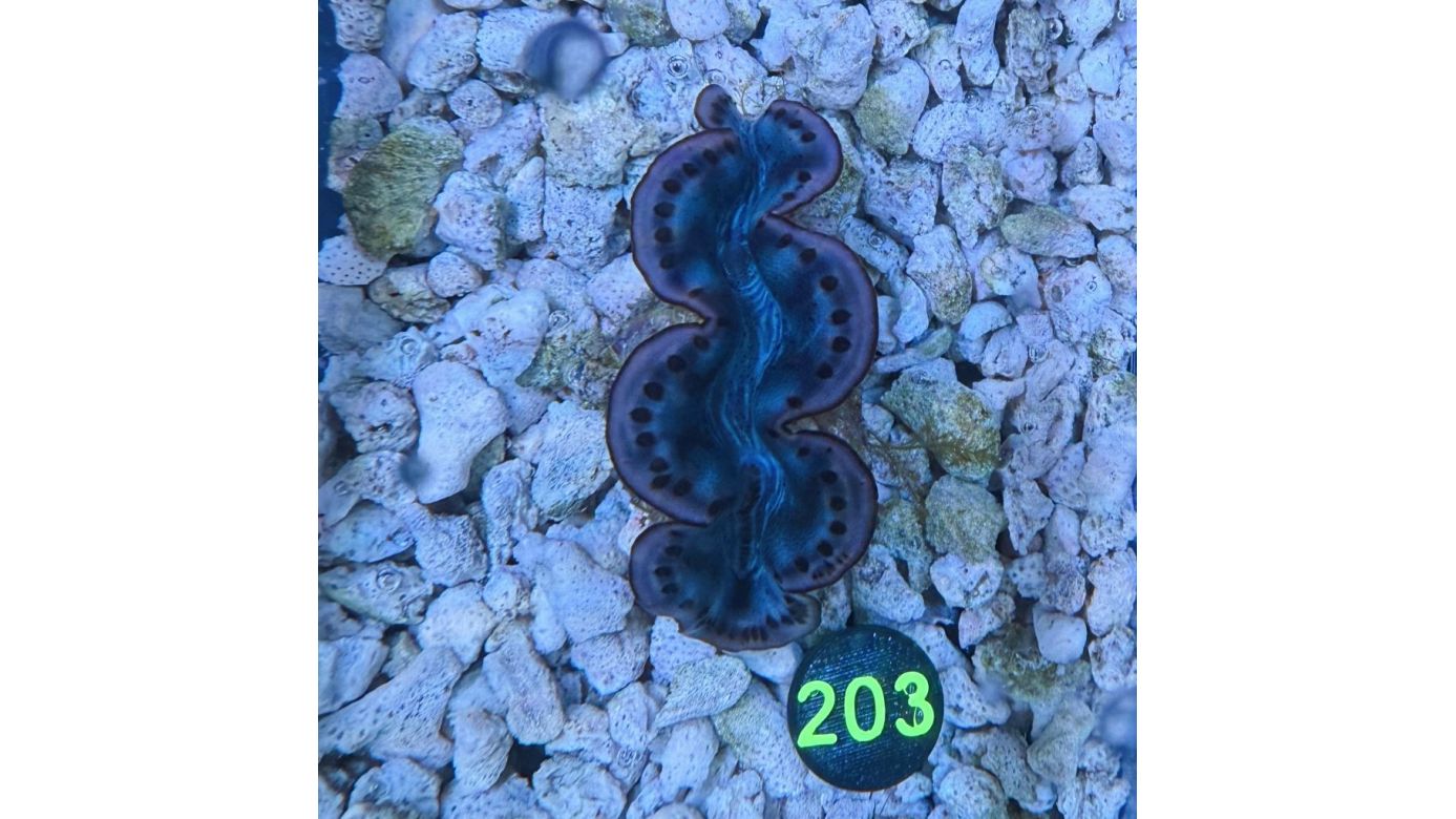 Tridacna maxima Muschel blau/lila 4-5cm 0203