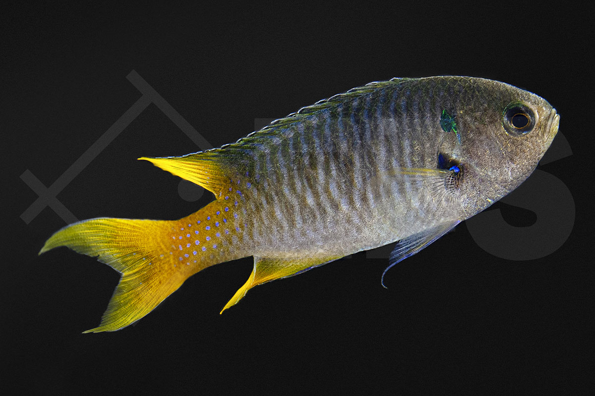 Neopomacentrus nemurus - Smaragd Demoiselle