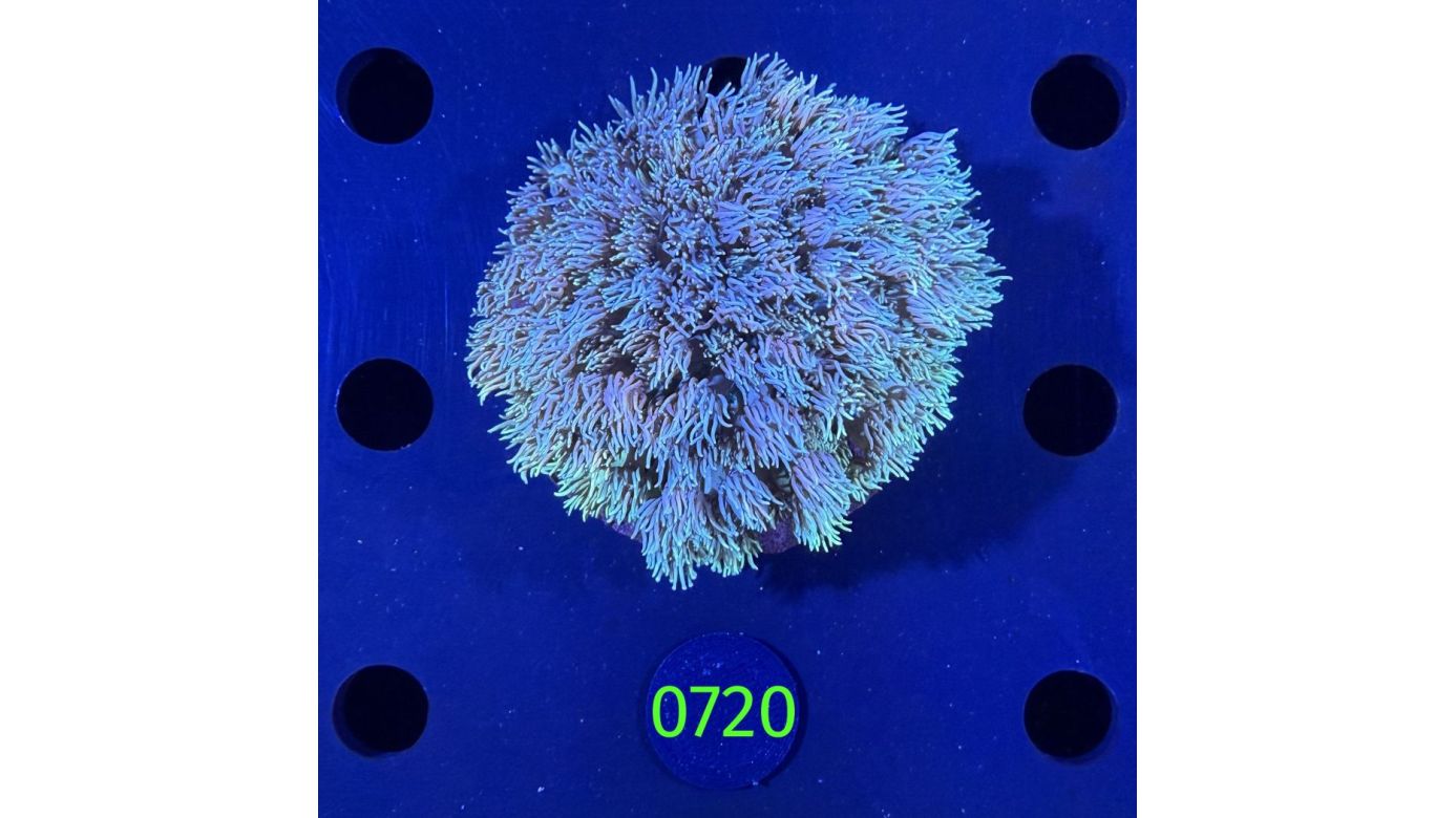Goniopora sp. WYSIWYG 0720