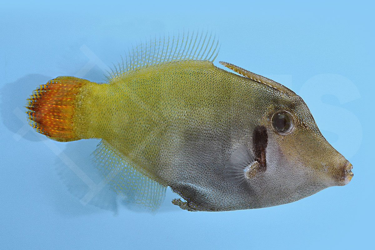 Pervagor melanocephalus - Rotschwanz Feilenfisch